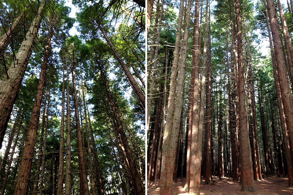 Whakarewarewa-Forest-redwoods-rotorua-newzealand