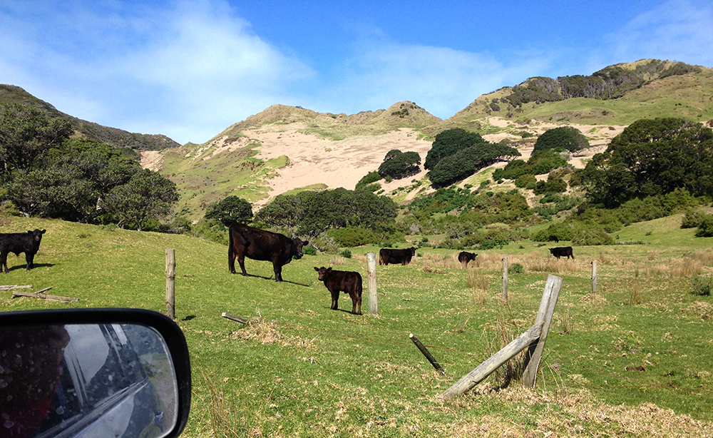 eastcape-cows-newzealand