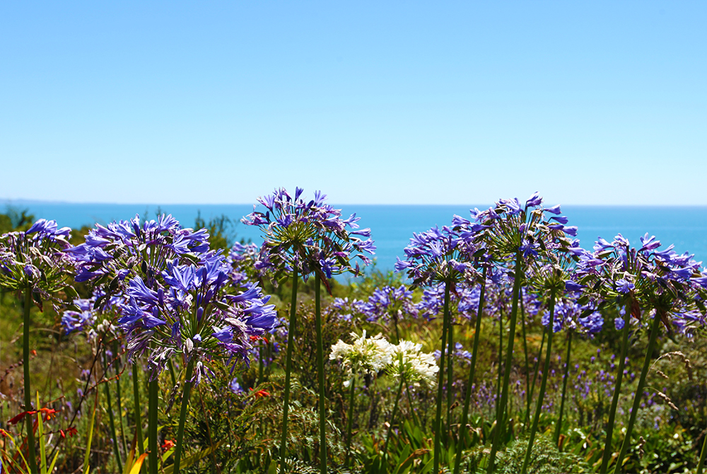 flowersgoldenbay-shambhala-newzealand-