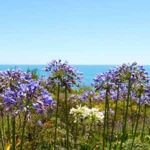 Scoring a free stay at a Yoga and meditation retreat in Golden Bay, New Zealand