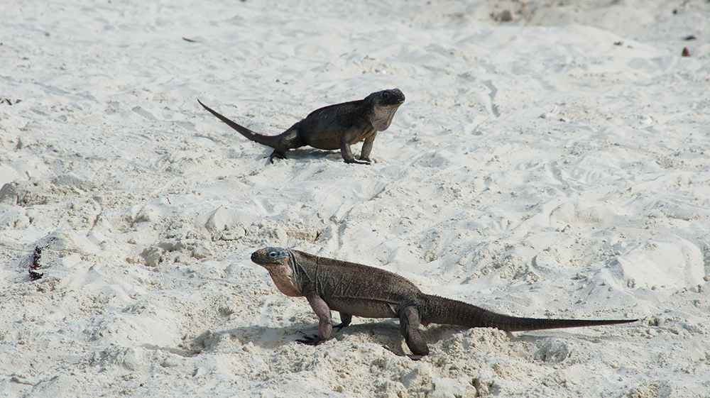 iguanas-island-beach-exumas-bahamas