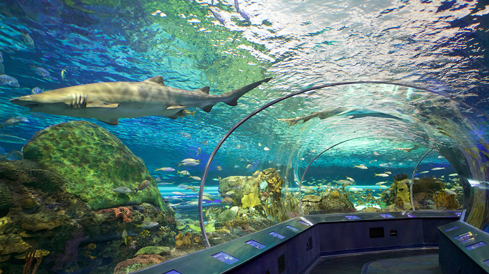 ripleys-aquarium-of-canada